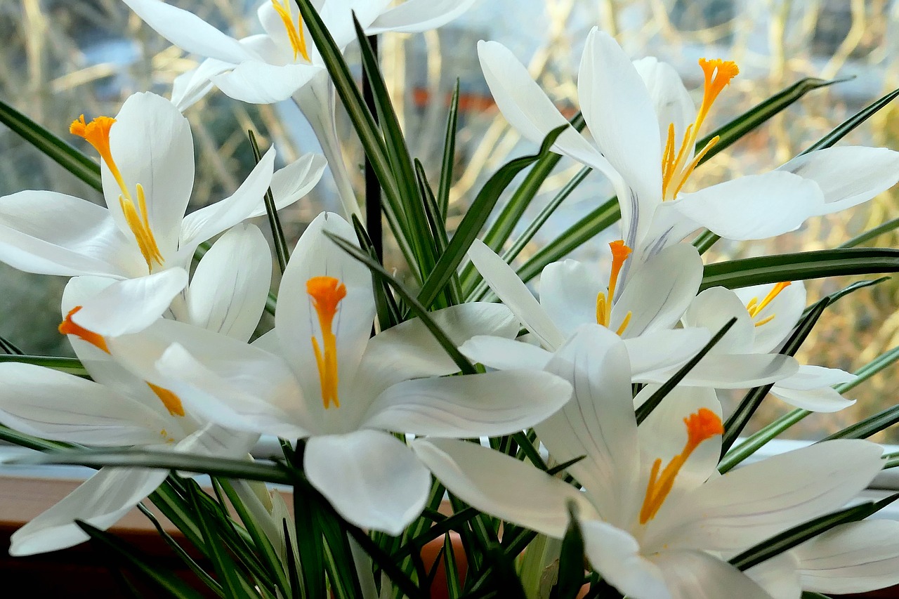 crocus  flower  flowers temple free photo