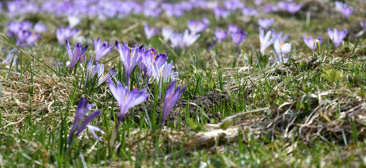 crocus  flower  chochołowska valley free photo