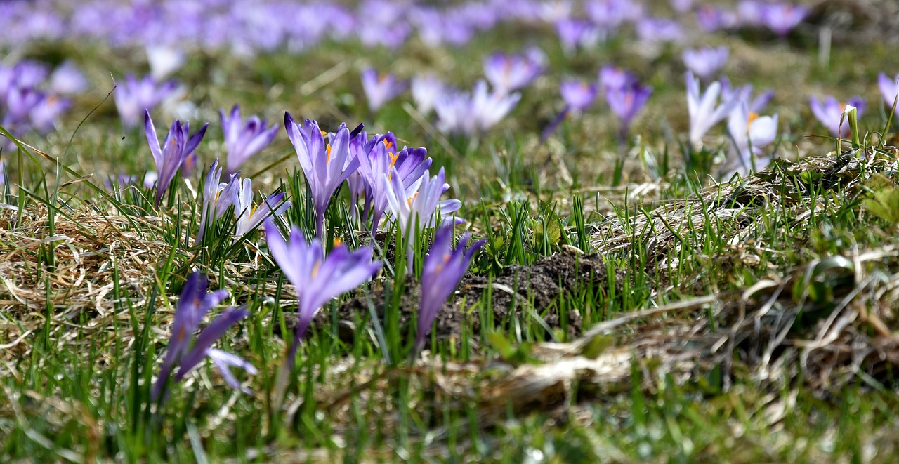 crocus  flower  chochołowska valley free photo