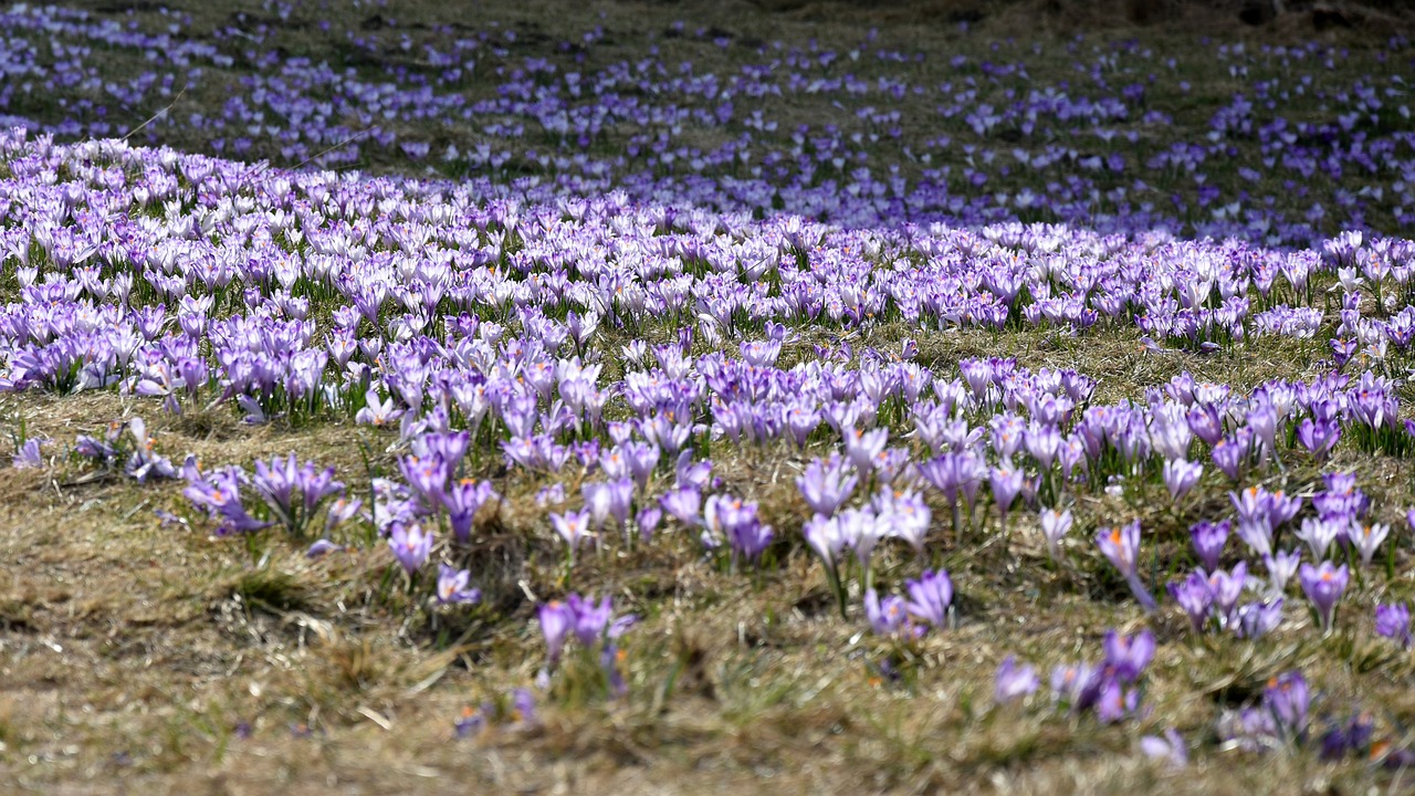 crocus  flower  chochołowska valley free photo