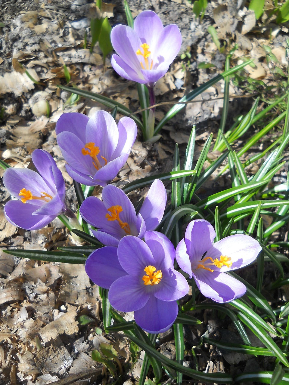 crocus  spring  flower free photo