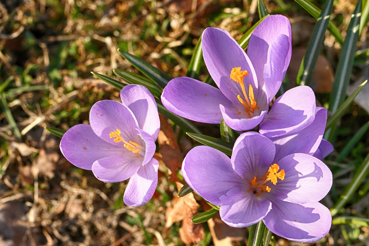 crocus  spring  flower free photo