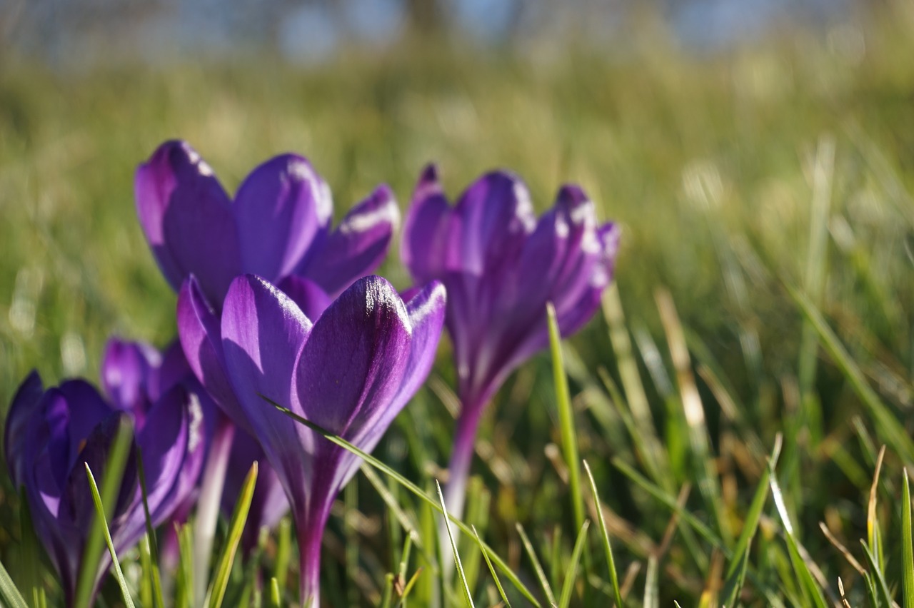 crocus  spring  nature free photo