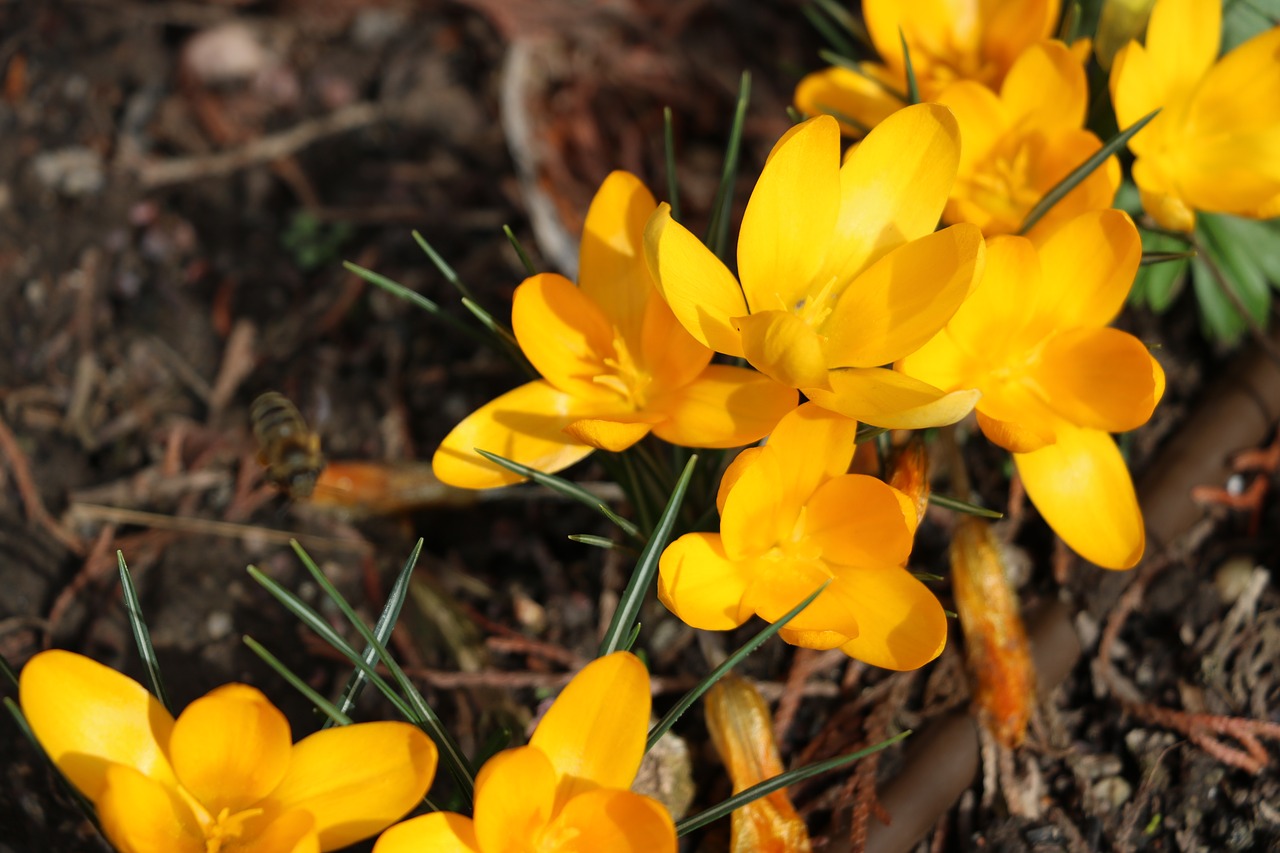 crocus  flower  spring free photo