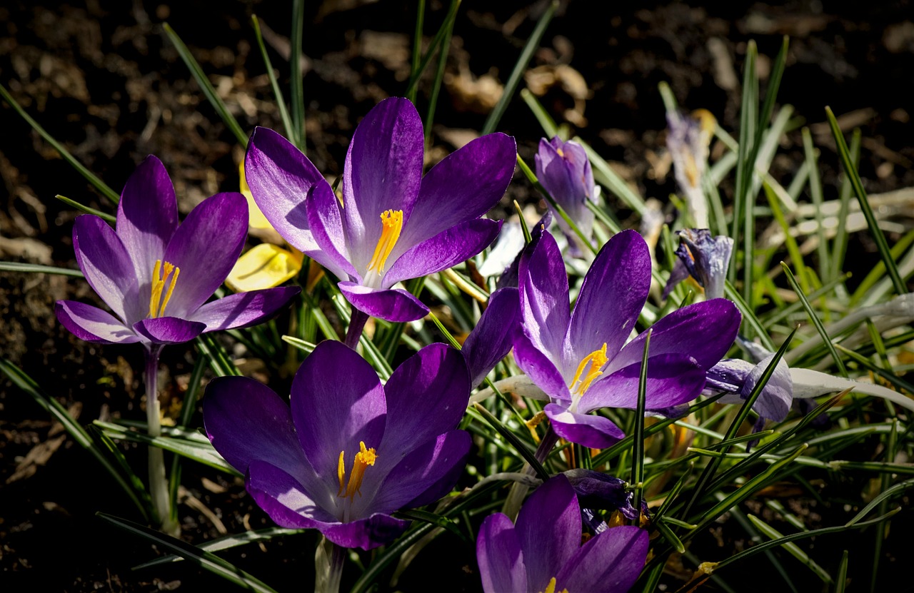 crocus  spring  nature free photo