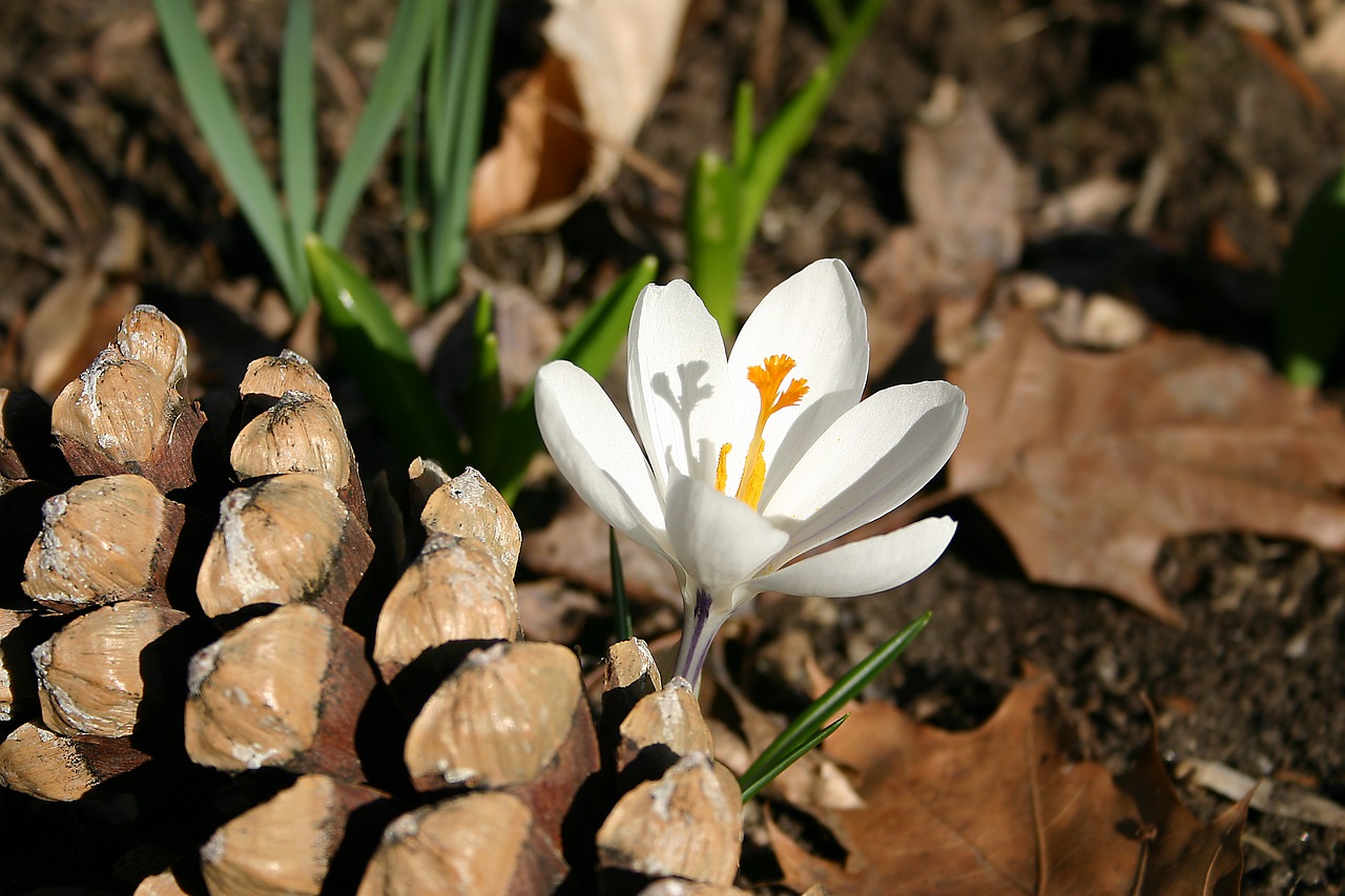 crocus  spring flower  pine cone free photo