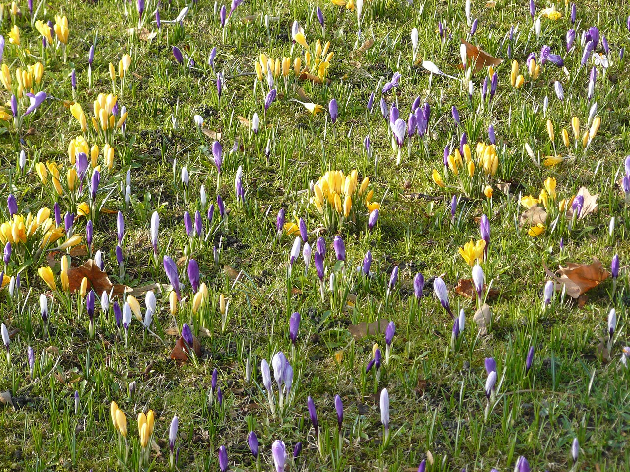 crocus spring flowers free photo