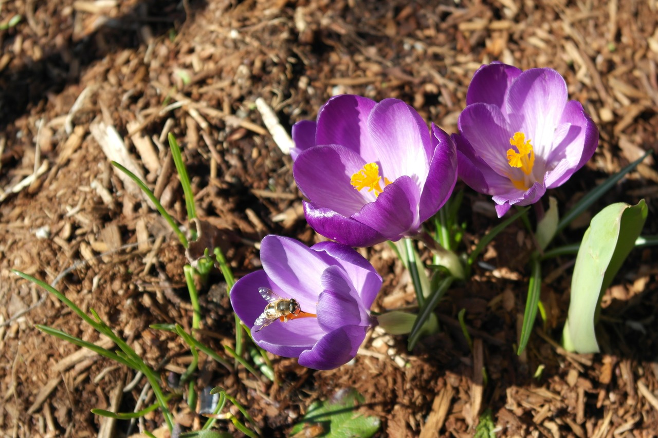 crocus flower bee free photo