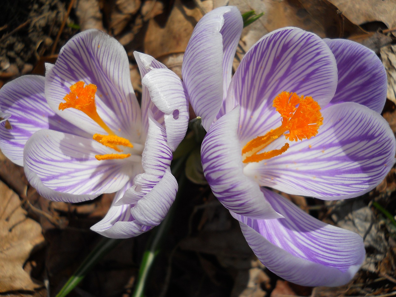 crocus spring flowers free photo