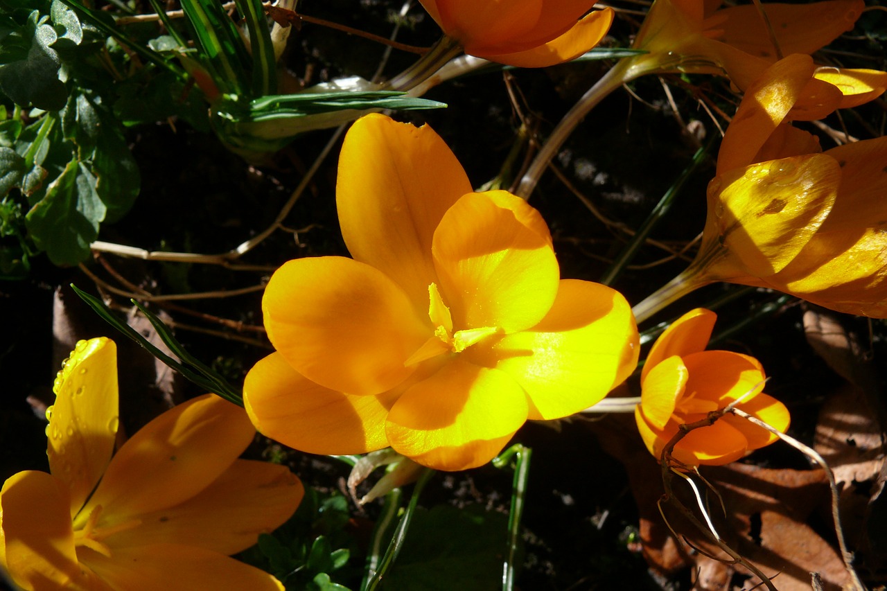 crocus yellow spring free photo