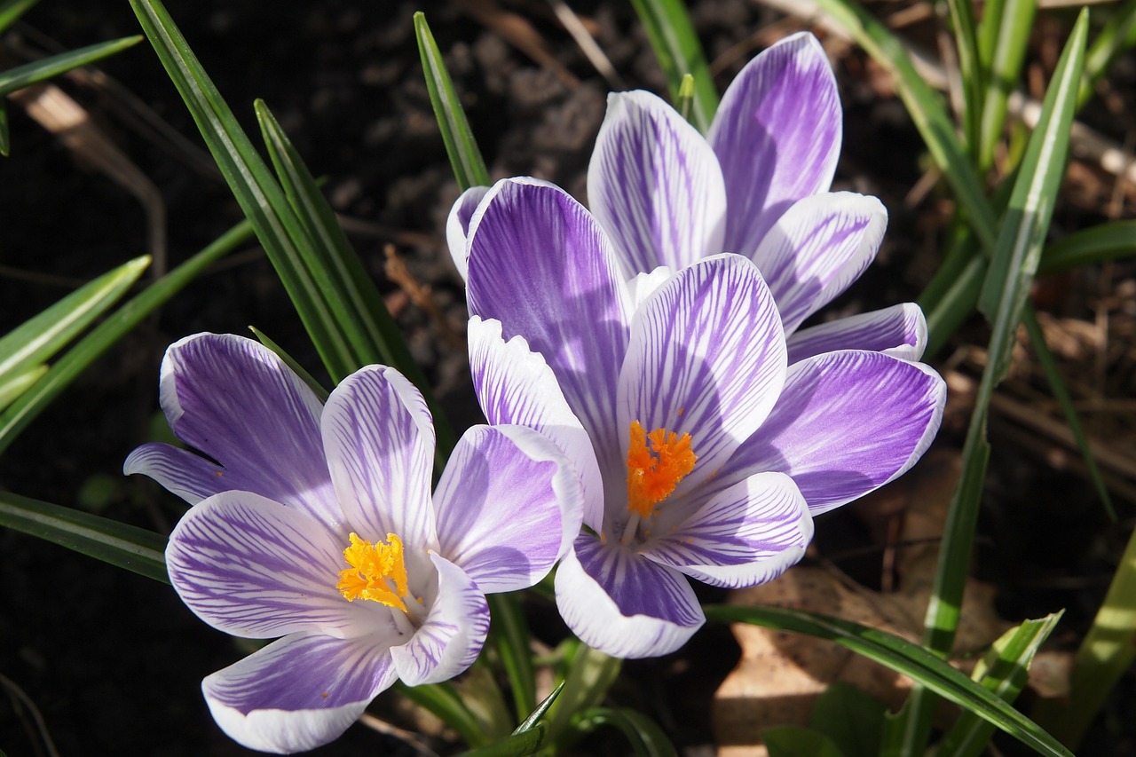 crocus flower mauve and white free photo