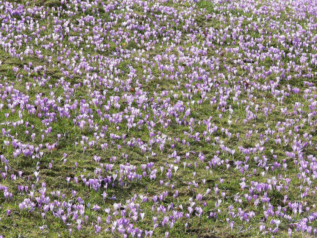 crocus bloom flower free photo