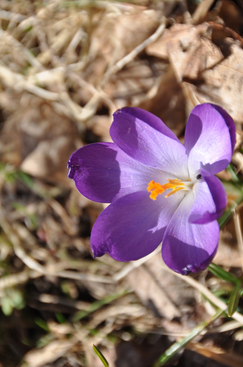 crocus purple flower free photo