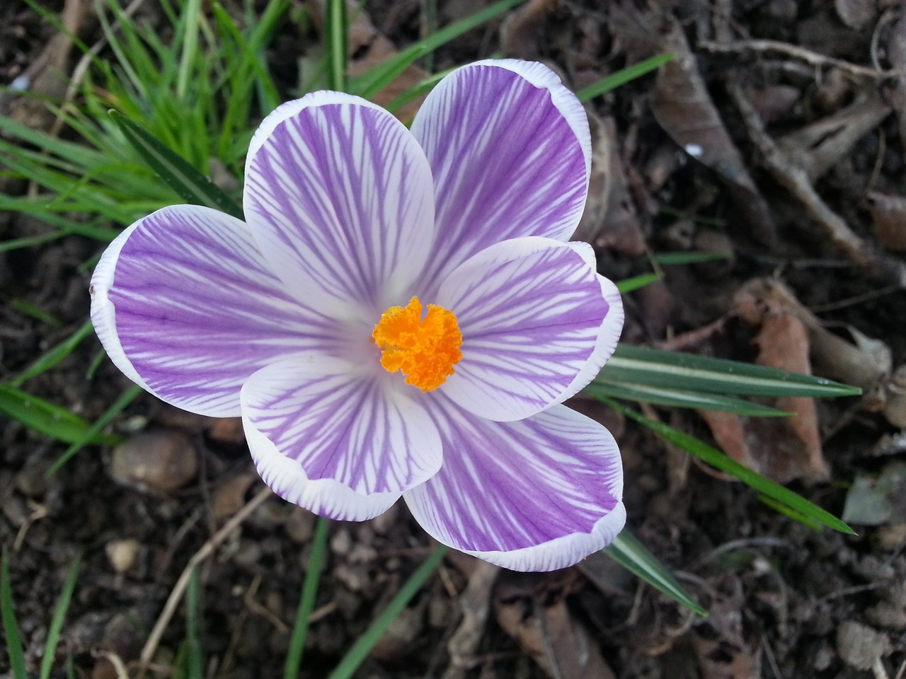 crocus flower printemp free photo