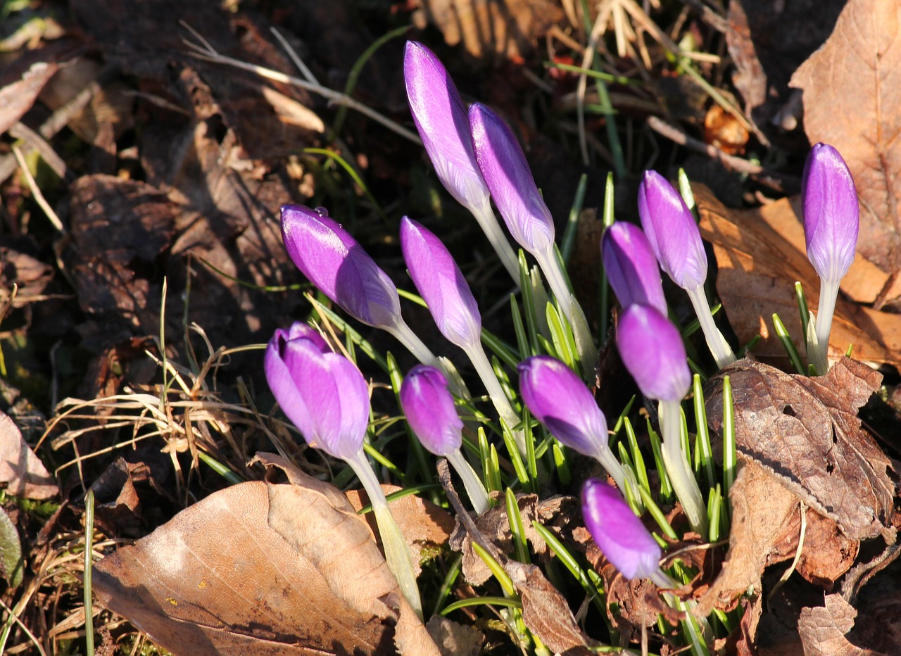 crocus violet spring free photo