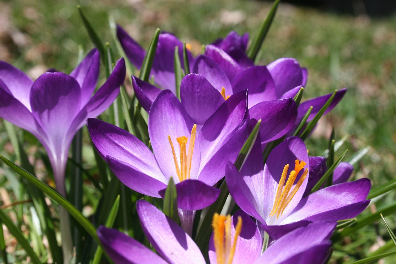crocus spring purple free photo