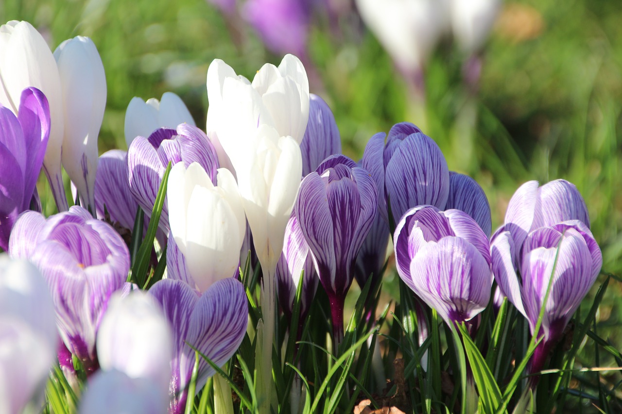 crocus spring plant free photo