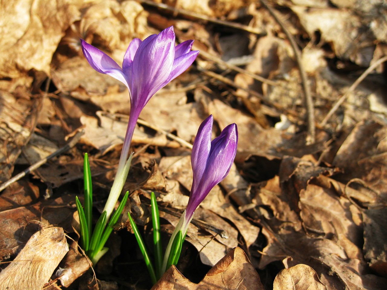 crocus flower spring free photo