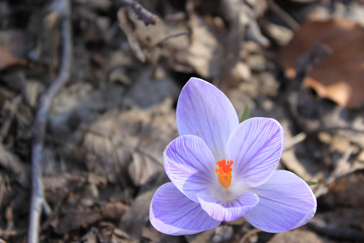 crocus spring flowers free photo