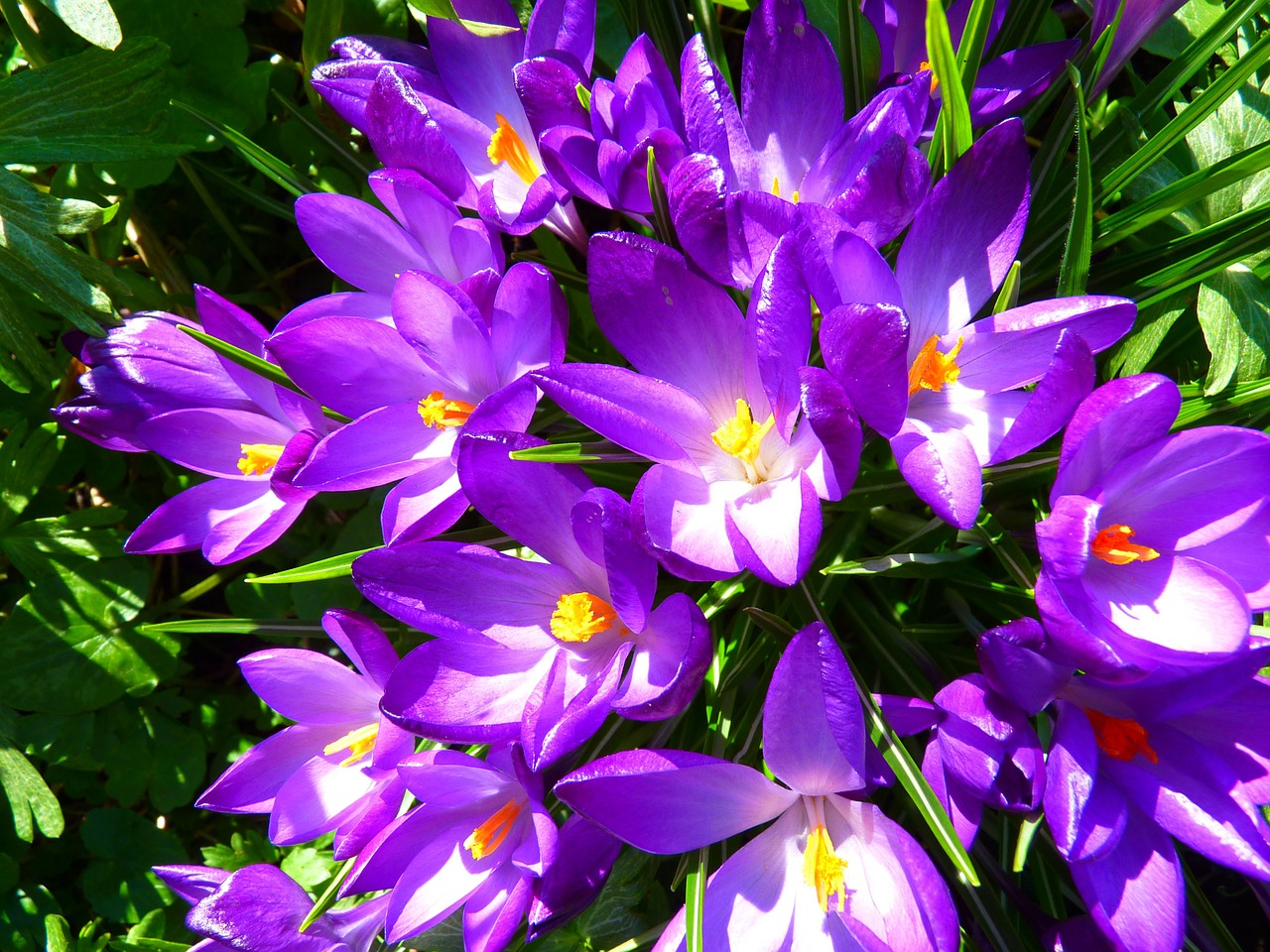 crocus flower spring free photo
