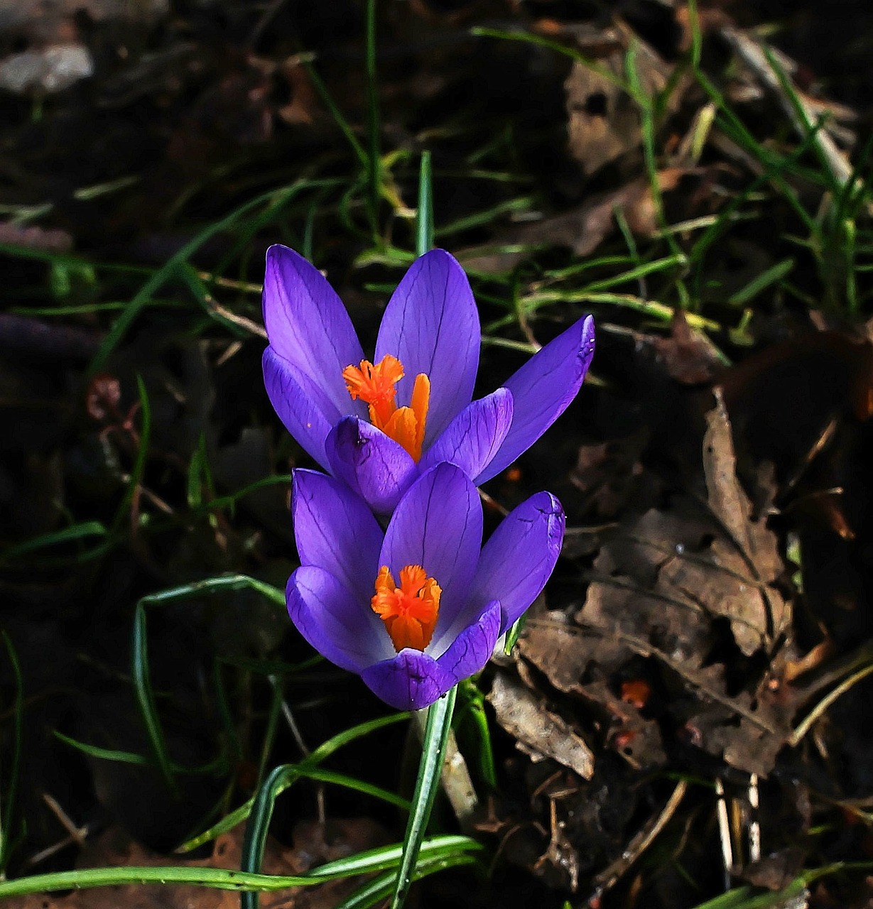 crocus flowers blue free photo