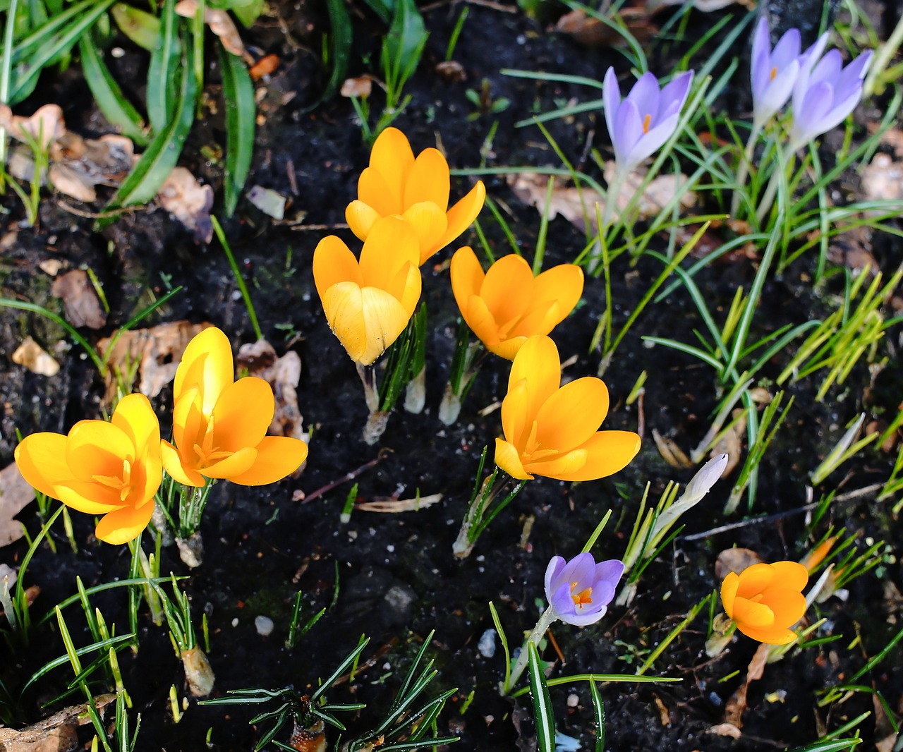 crocus flowers spring free photo