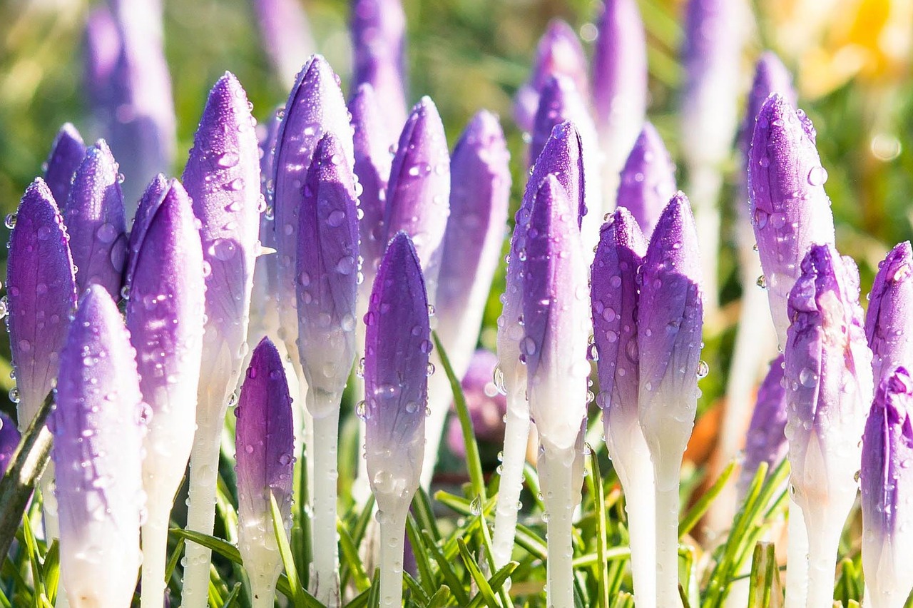 crocus spring flowers free photo