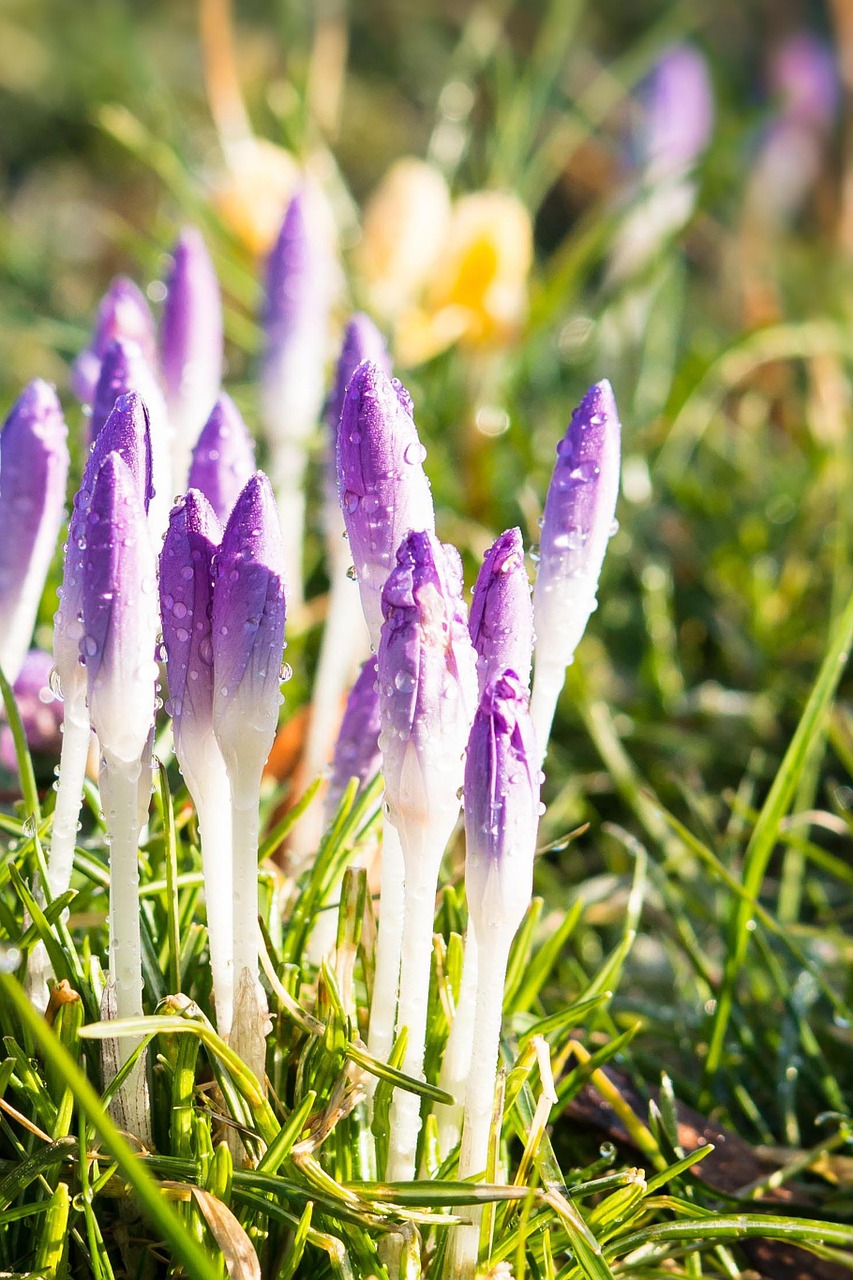 crocus spring flowers free photo