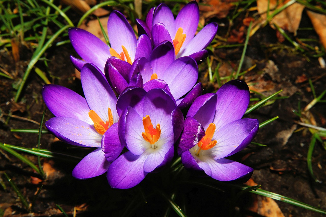 crocus flowers spring free photo