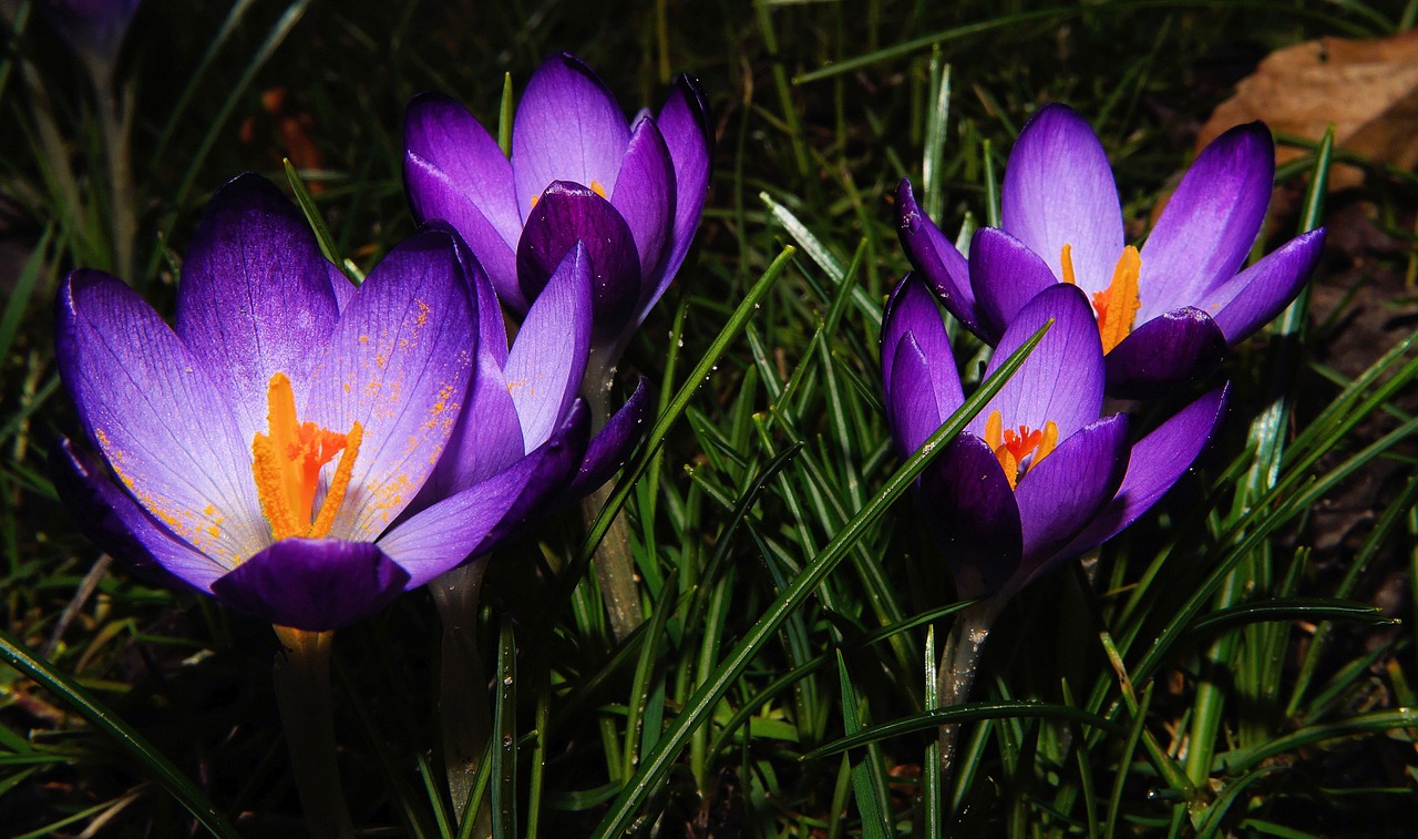 crocus flowers purple free photo