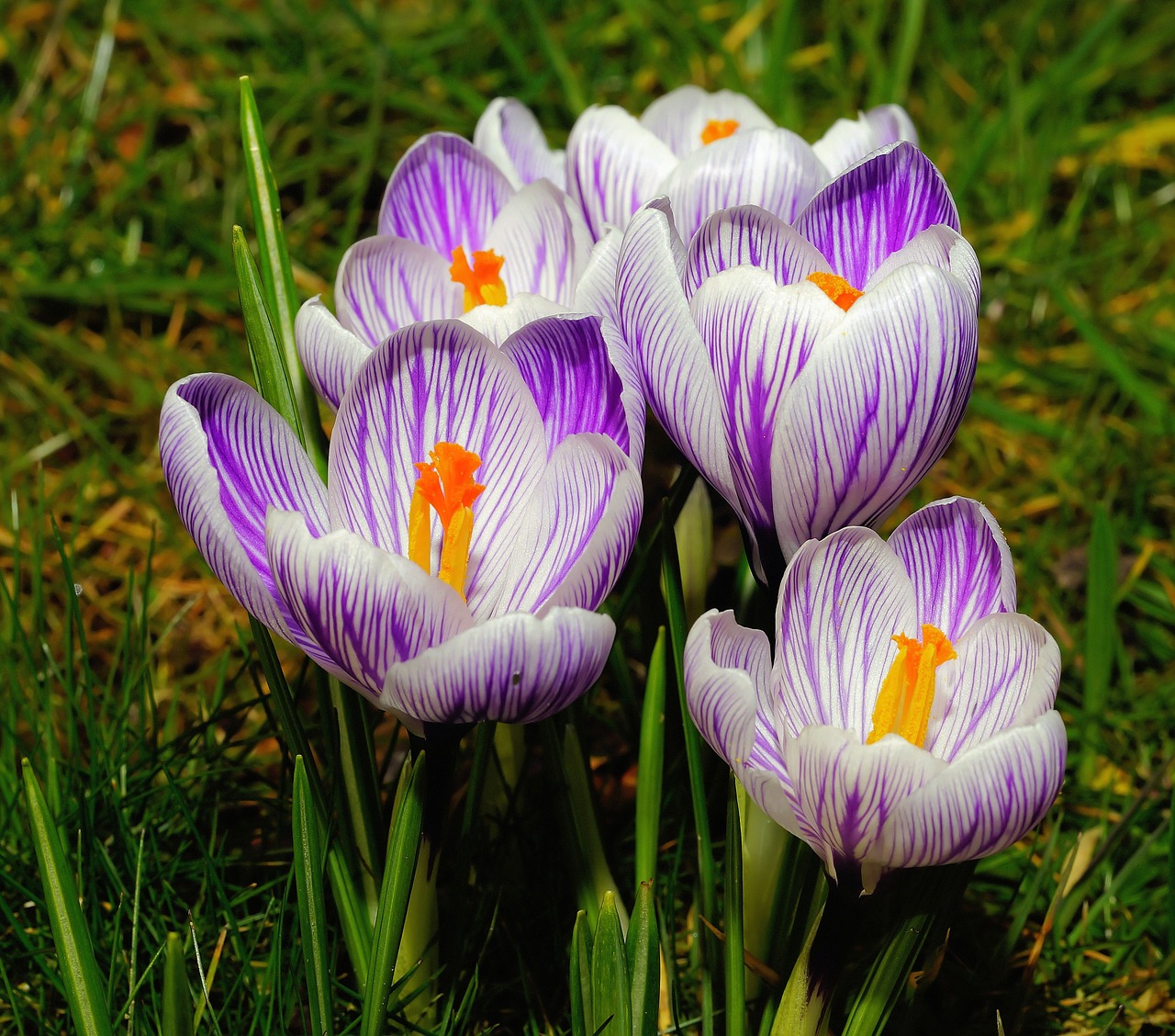 crocus flowers purple free photo