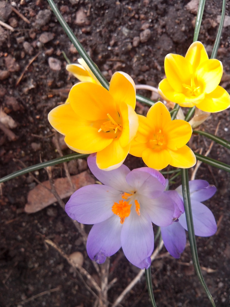 crocus spring purple free photo