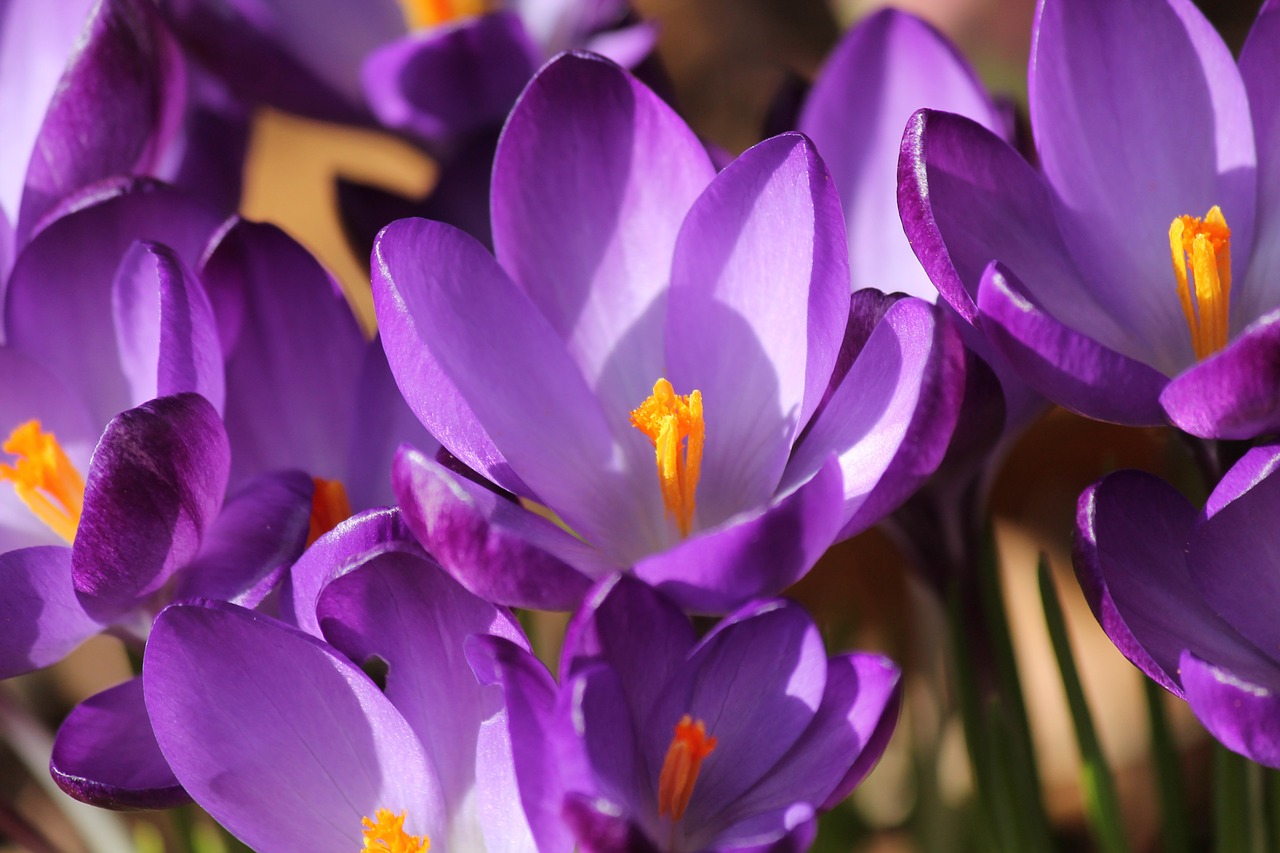 crocus spring purple free photo