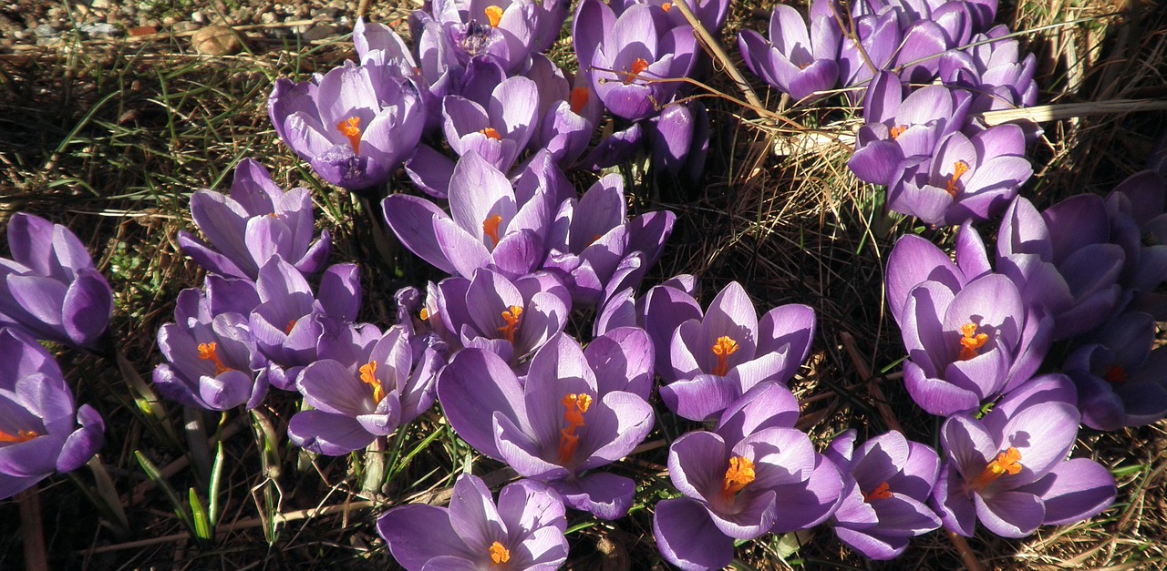 crocus spring purple free photo