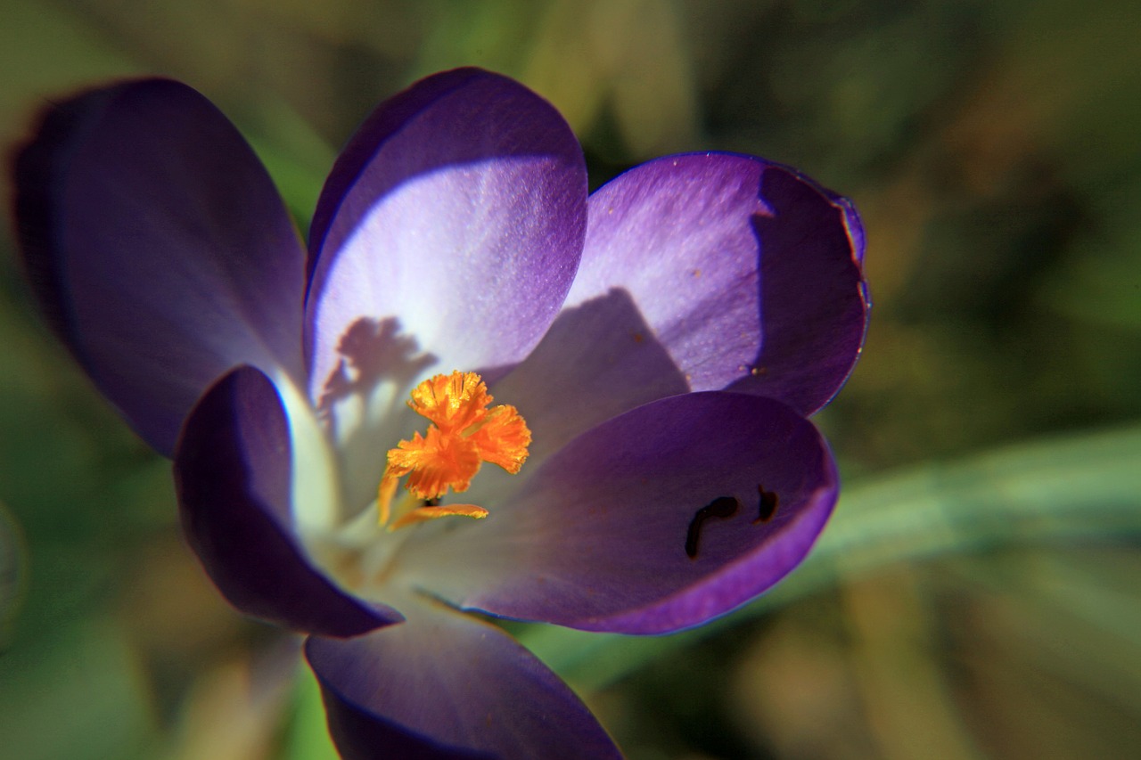 crocus purple close free photo