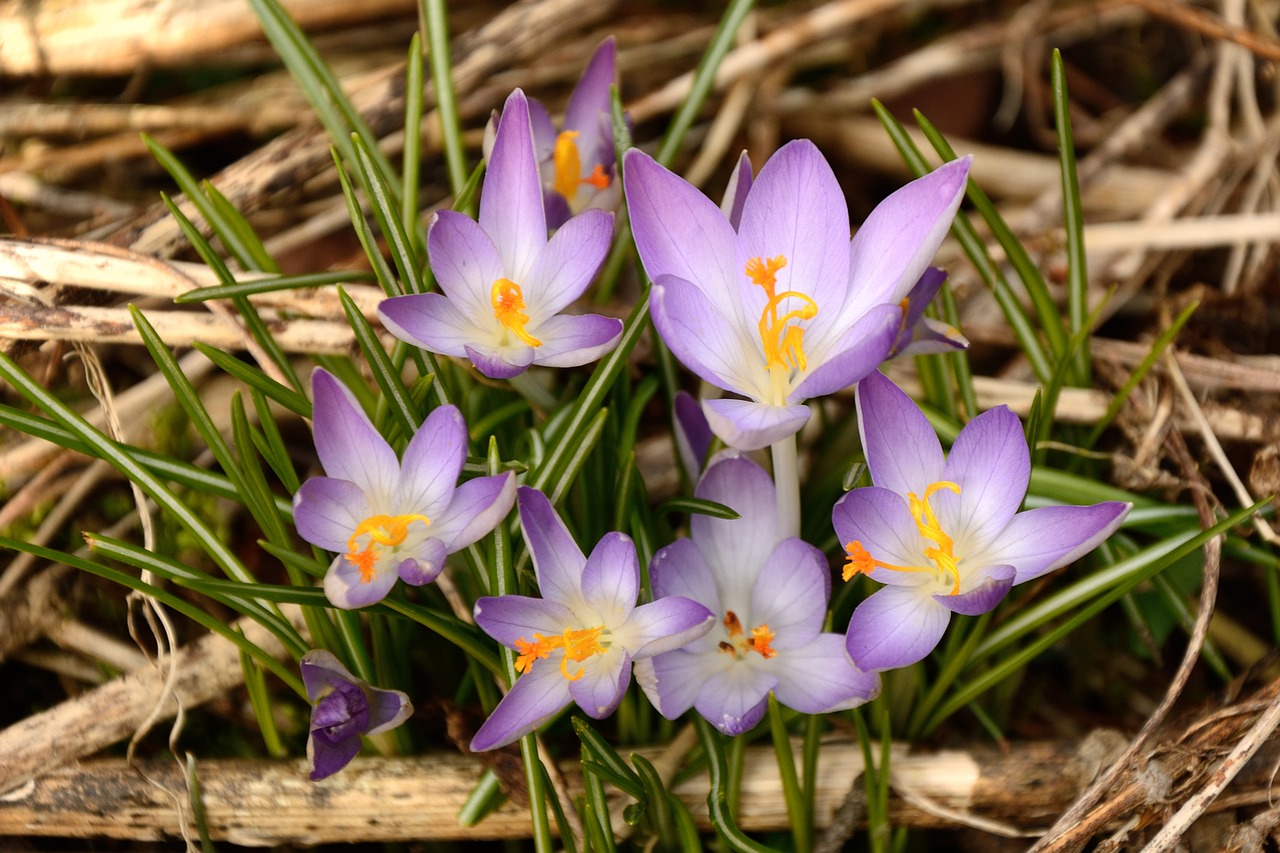 crocus wild crocus spring awakening free photo