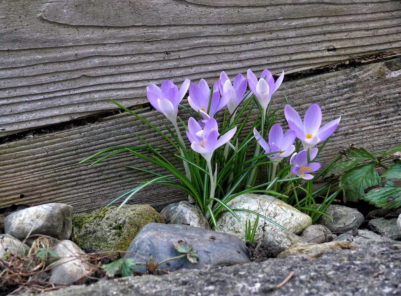 crocus spring spring flower free photo