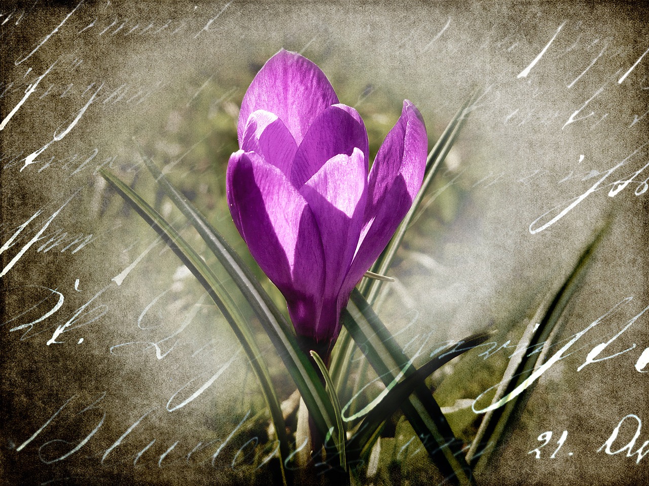 crocus flower blossom free photo