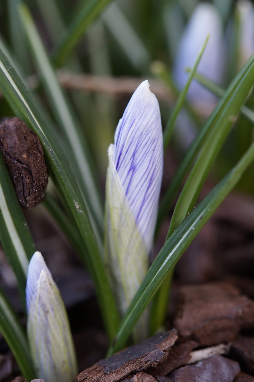 crocus garden end of winter free photo