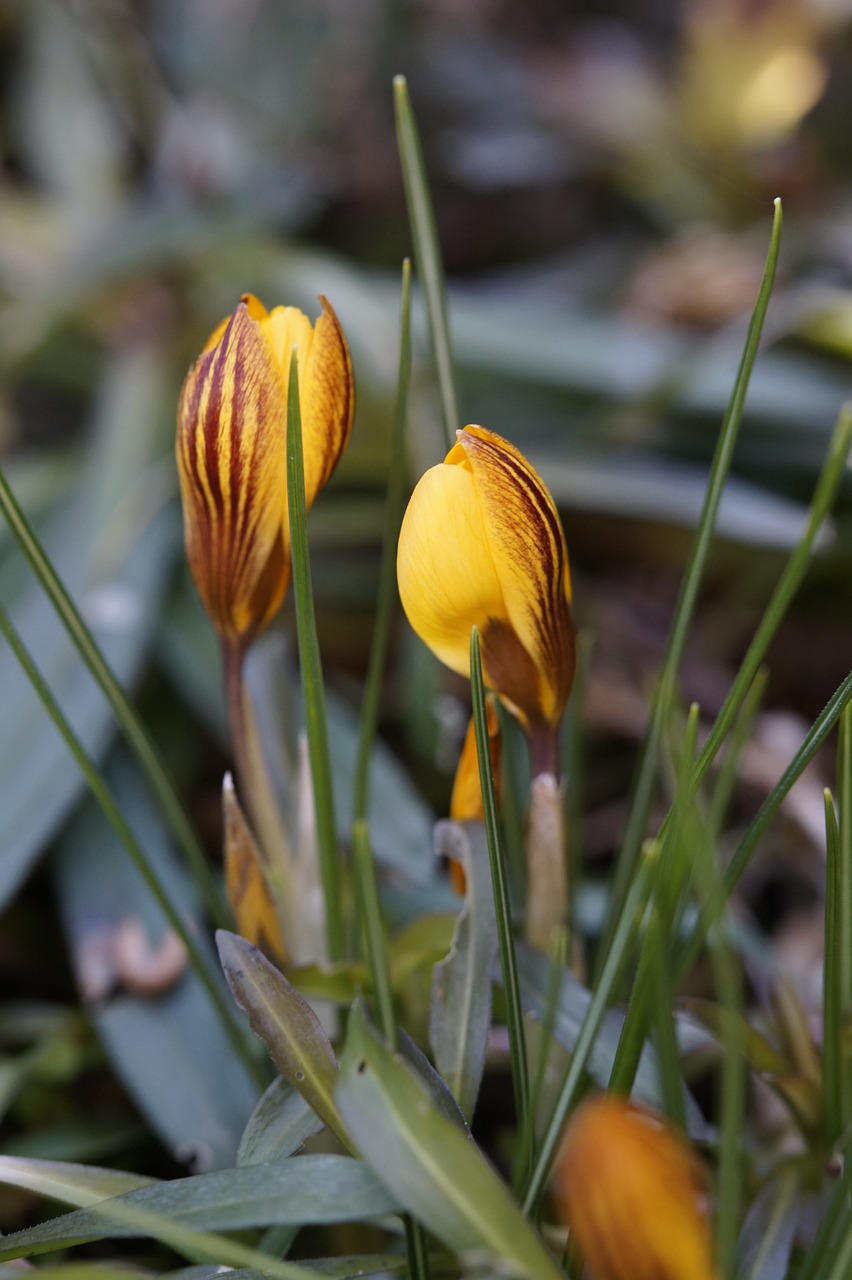 crocus garden end of winter free photo