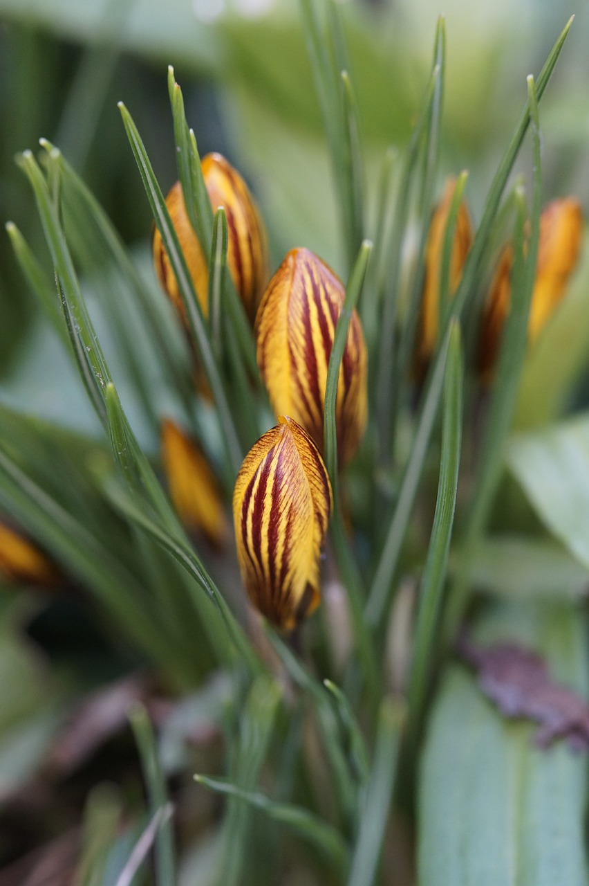 crocus garden end of winter free photo