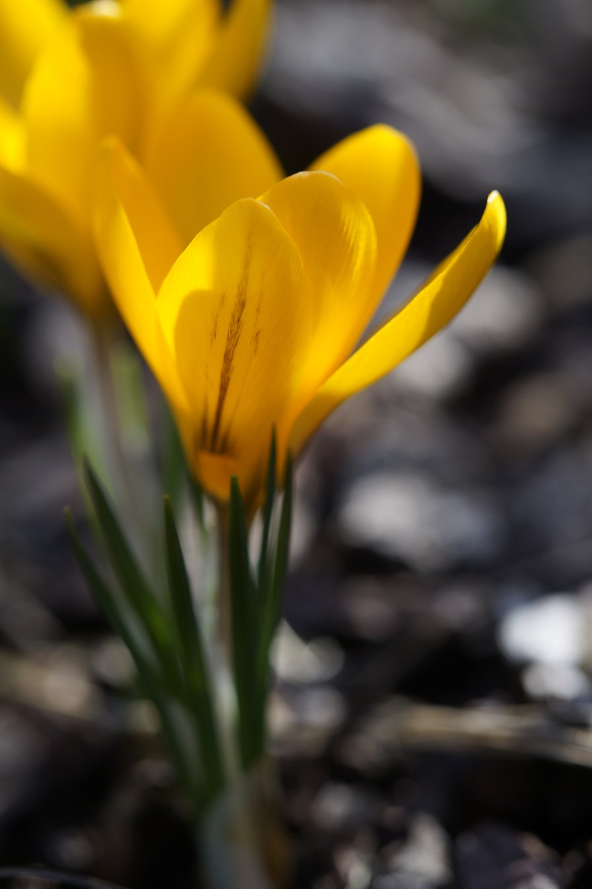 crocus cup blossom free photo