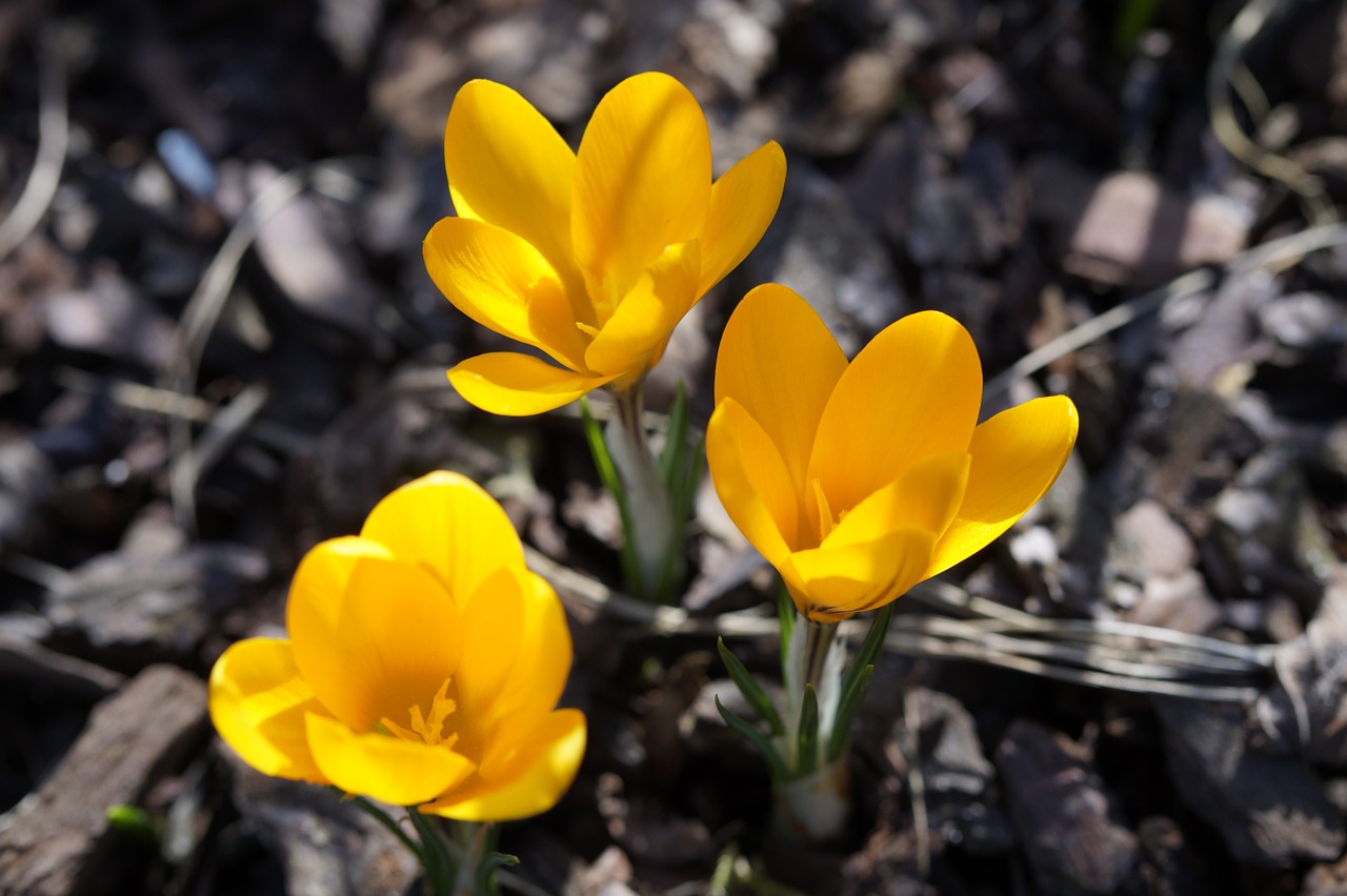 crocus garden end of winter free photo