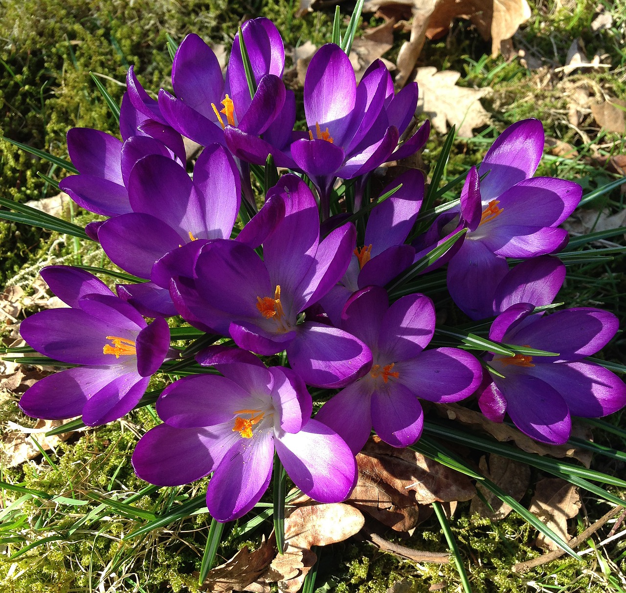 crocus spring flowers flowers free photo