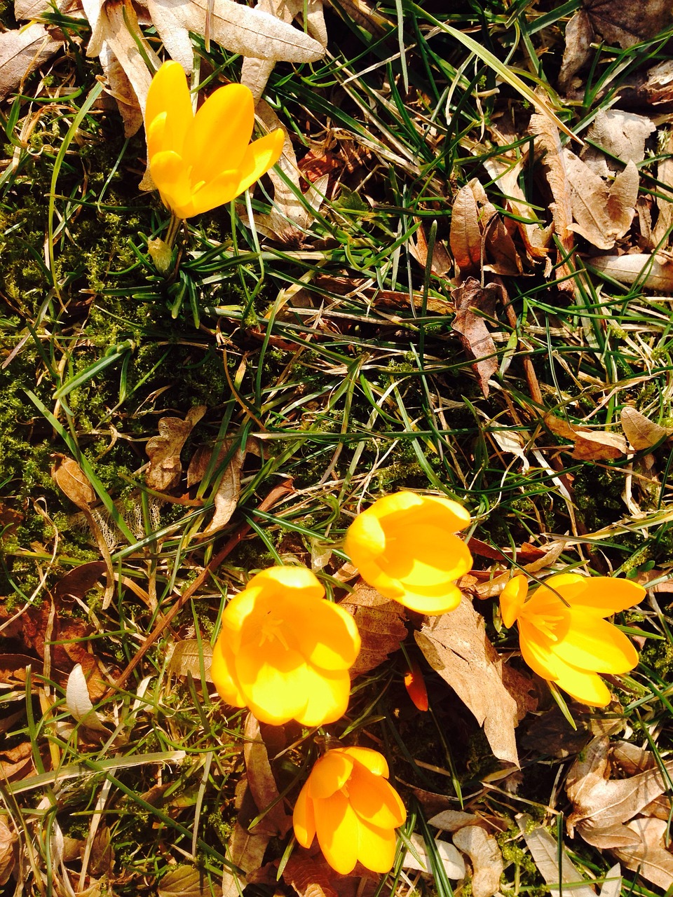 crocus flower yellow free photo