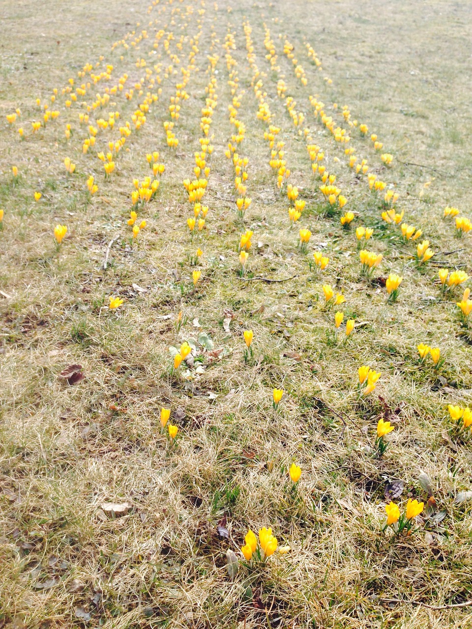 crocus flowers yellow free photo