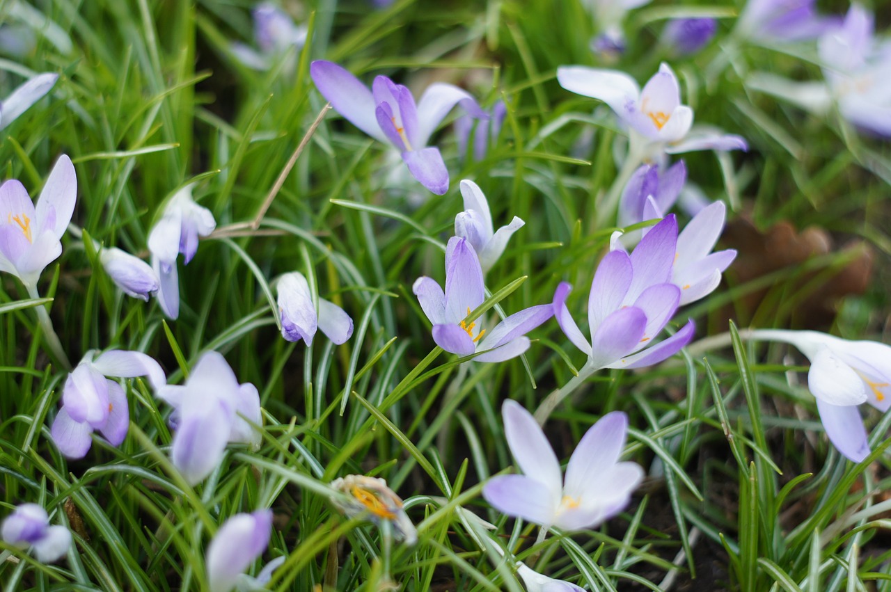 crocus spring awakening spring free photo