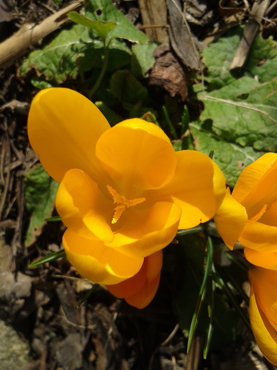 crocus spring blossom free photo