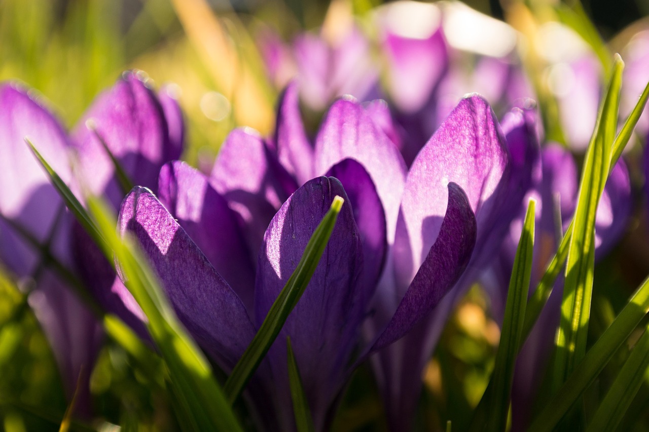 crocus spring flowers free photo