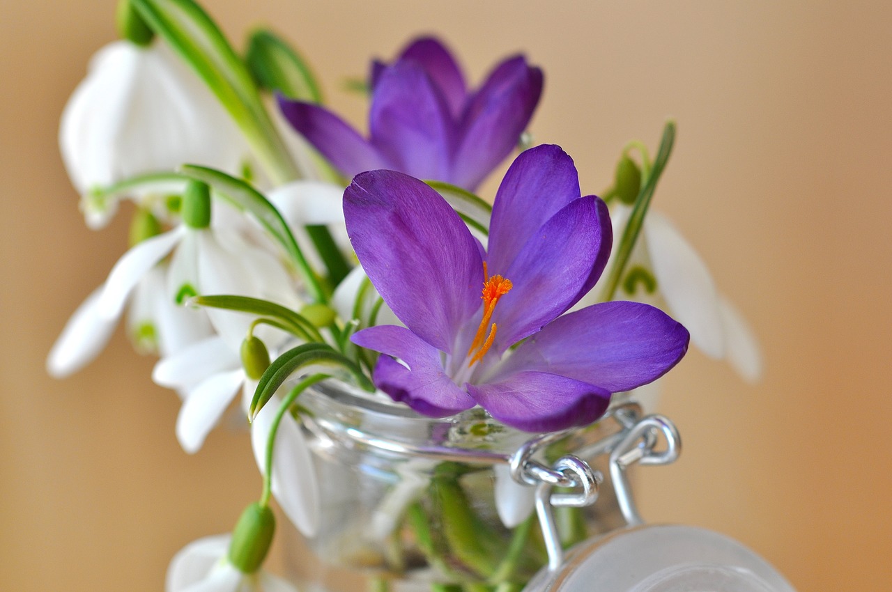 crocus purple violet free photo